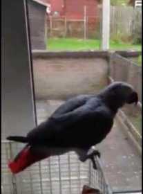 Lost African Grey