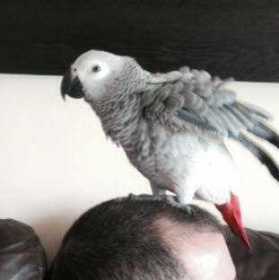 Lost African Grey