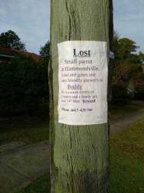 Lost Conure