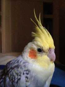 Lost Cockatiel