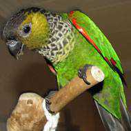 Lost Conure