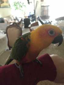 Lost Conure
