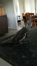 Lost Cockatiel