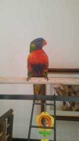 Lost Lory / Lorikeet