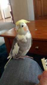 Lost Cockatiel