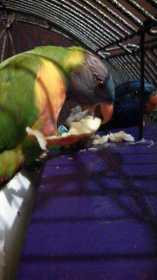 Lost Lory / Lorikeet