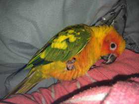 Lost Conure