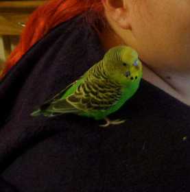 Lost Budgerigar