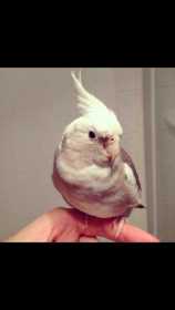Lost Cockatiel