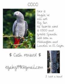 Lost African Grey