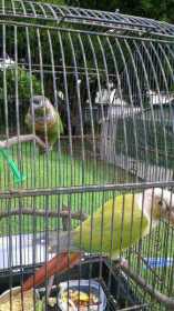 Lost Conure