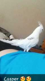 Lost Cockatiel
