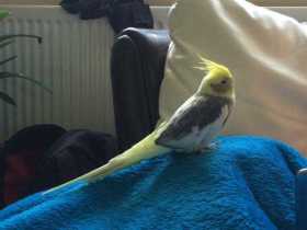 Lost Cockatiel