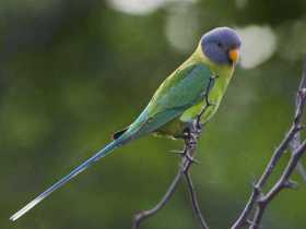 Lost Plum-Headed Parakeet