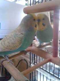 Lost Budgerigar