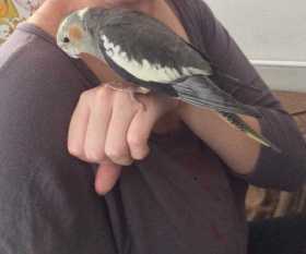 Lost Cockatiel