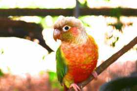 Lost Conure