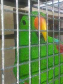 Lost Eclectus