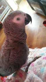 Lost African Grey