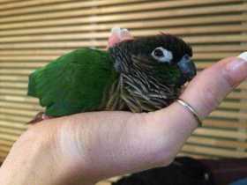 Lost Conure