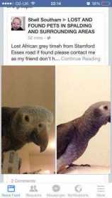 Lost African Grey