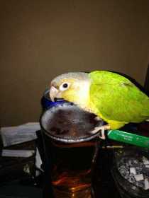 Lost Conure