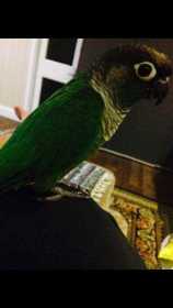 Lost Conure