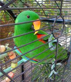 Lost Eclectus