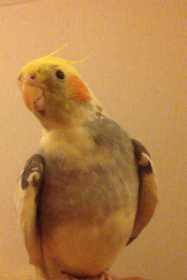 Lost Cockatiel