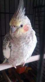 Lost Cockatiel