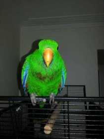 Lost Eclectus