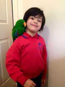 Lost Eclectus
