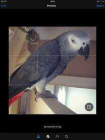 Lost African Grey