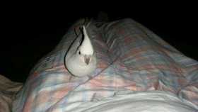Lost Cockatiel