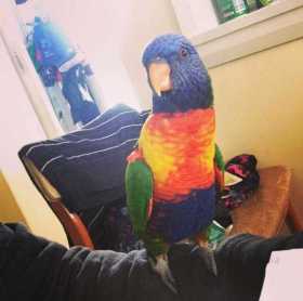 Lost Lory / Lorikeet