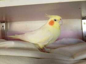 Lost Cockatiel