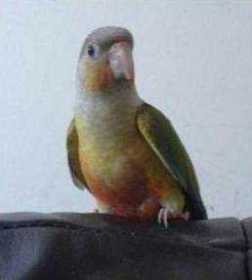 Lost Conure