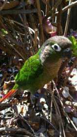 Lost Conure