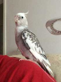 Lost Cockatiel