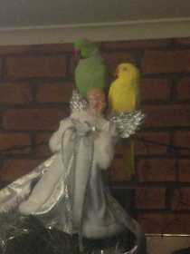 Lost Indian Ringneck Parakeet