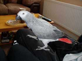 Lost African Grey
