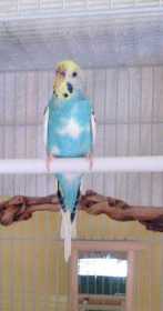 Lost Budgerigar