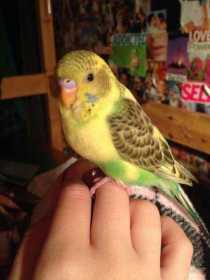 Lost Budgerigar