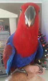 Lost Eclectus