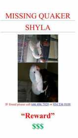 Lost Parakeet
