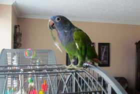 Lost Pionus