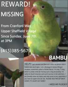 Lost Bird / Parrot