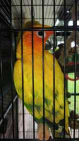 Lost Conure