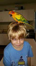 Lost Conure