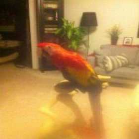 Lost Macaw